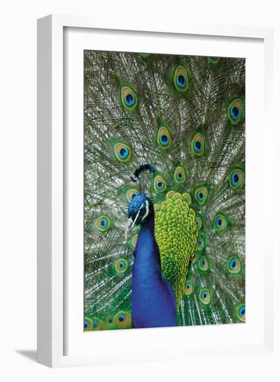 Peacock in the Grounds of Belvoir Castle, Leicestershire-null-Framed Photographic Print