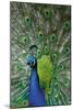 Peacock in the Grounds of Belvoir Castle, Leicestershire-null-Mounted Photographic Print