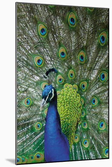 Peacock in the Grounds of Belvoir Castle, Leicestershire-null-Mounted Photographic Print