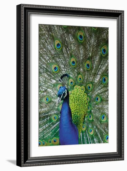 Peacock in the Grounds of Belvoir Castle, Leicestershire-null-Framed Photographic Print