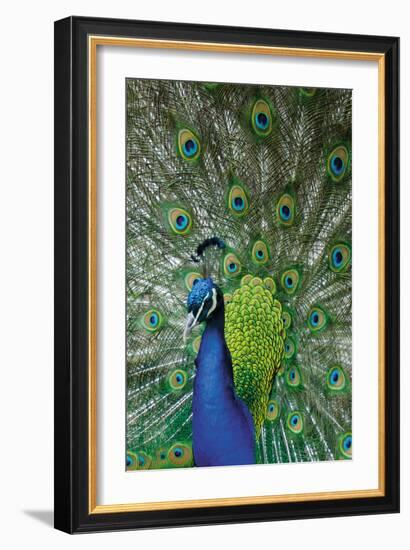 Peacock in the Grounds of Belvoir Castle, Leicestershire-null-Framed Photographic Print