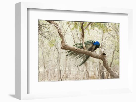 Peacock (Indian Peafowl) (Pavo Cristatus), Ranthambhore, Rajasthan, India-Janette Hill-Framed Photographic Print