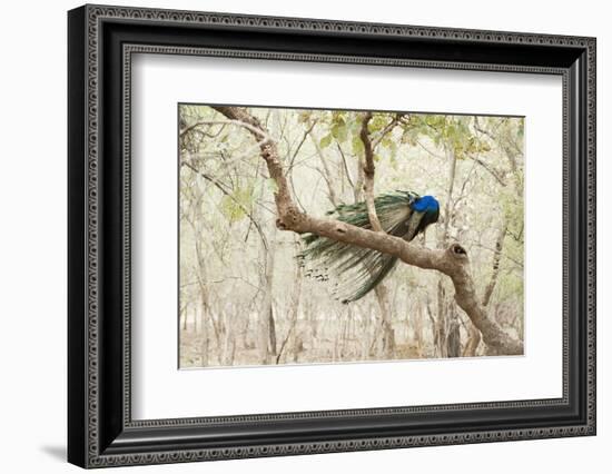 Peacock (Indian Peafowl) (Pavo Cristatus), Ranthambhore, Rajasthan, India-Janette Hill-Framed Photographic Print