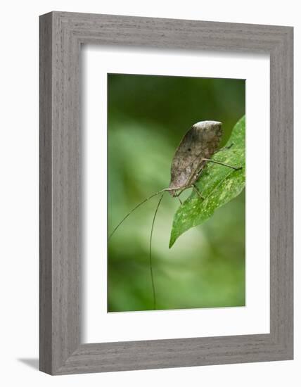 Peacock Katydid (Pterochroza), Yasuni NP, Amazon Rainforest, Ecuador-Pete Oxford-Framed Photographic Print