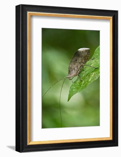 Peacock Katydid (Pterochroza), Yasuni NP, Amazon Rainforest, Ecuador-Pete Oxford-Framed Photographic Print