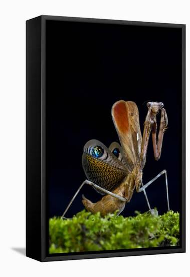 Peacock mantis in defensive posture, captive occurs in Burma and Thailand-Edwin Giesbers-Framed Premier Image Canvas