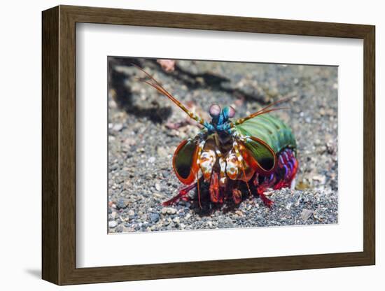 Peacock Mantis Shrimp (Odontodactylus Scyllarus) Lembeh Strait, Sulawesi, Indonesia-Georgette Douwma-Framed Photographic Print