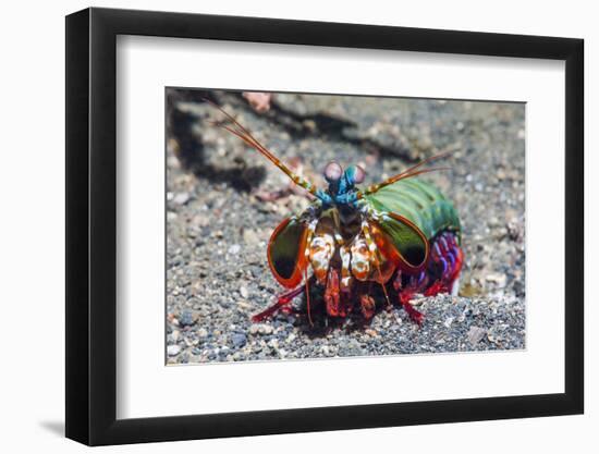 Peacock Mantis Shrimp (Odontodactylus Scyllarus) Lembeh Strait, Sulawesi, Indonesia-Georgette Douwma-Framed Photographic Print