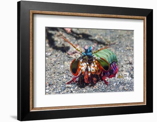 Peacock Mantis Shrimp (Odontodactylus Scyllarus) Lembeh Strait, Sulawesi, Indonesia-Georgette Douwma-Framed Photographic Print