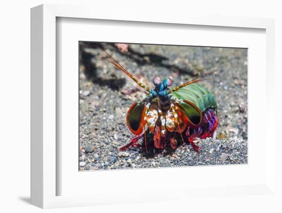 Peacock Mantis Shrimp (Odontodactylus Scyllarus) Lembeh Strait, Sulawesi, Indonesia-Georgette Douwma-Framed Photographic Print