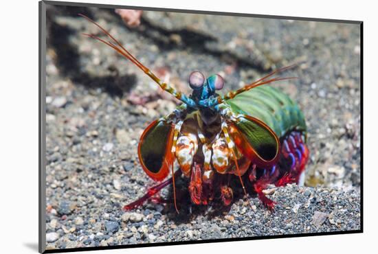 Peacock Mantis Shrimp (Odontodactylus Scyllarus) Lembeh Strait, Sulawesi, Indonesia-Georgette Douwma-Mounted Photographic Print