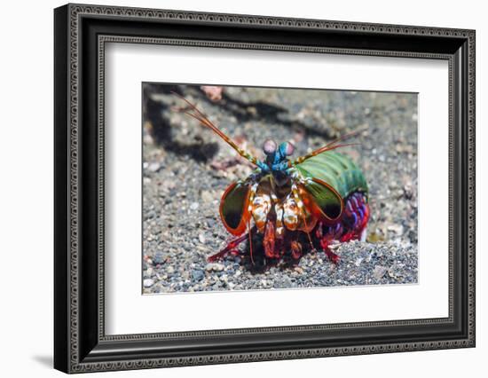 Peacock Mantis Shrimp (Odontodactylus Scyllarus) Lembeh Strait, Sulawesi, Indonesia-Georgette Douwma-Framed Photographic Print