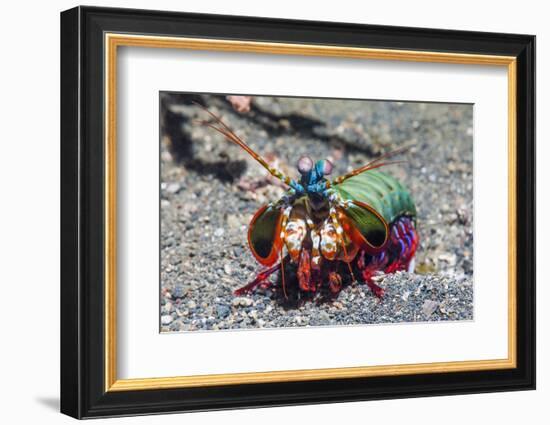 Peacock Mantis Shrimp (Odontodactylus Scyllarus) Lembeh Strait, Sulawesi, Indonesia-Georgette Douwma-Framed Photographic Print