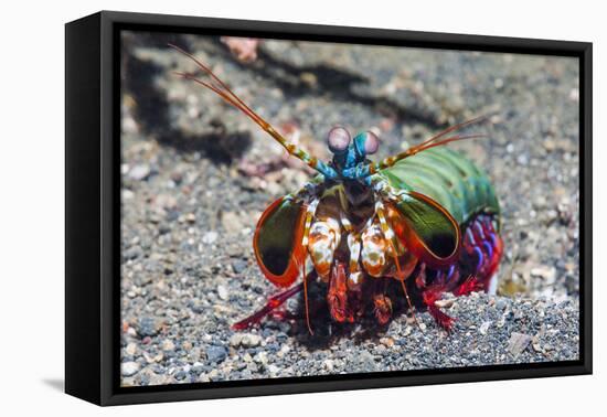 Peacock Mantis Shrimp (Odontodactylus Scyllarus) Lembeh Strait, Sulawesi, Indonesia-Georgette Douwma-Framed Premier Image Canvas