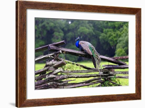 Peacock On A Fence-George Oze-Framed Photographic Print