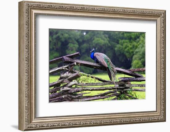 Peacock On A Fence-George Oze-Framed Photographic Print