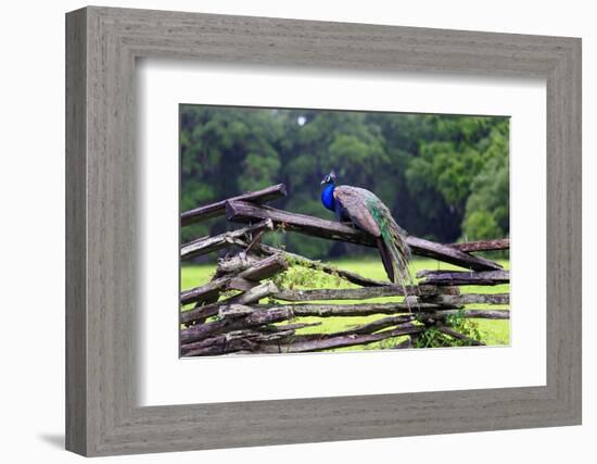 Peacock On A Fence-George Oze-Framed Photographic Print