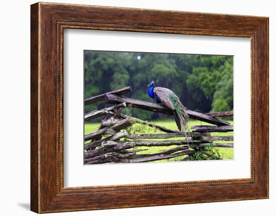 Peacock On A Fence-George Oze-Framed Photographic Print