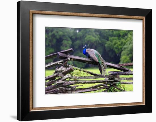 Peacock On A Fence-George Oze-Framed Photographic Print