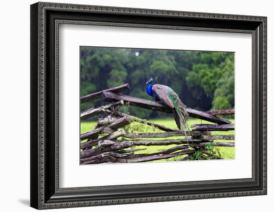 Peacock On A Fence-George Oze-Framed Photographic Print