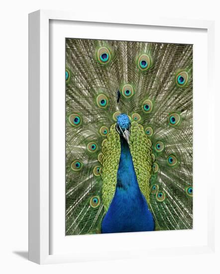 Peacock on Castle Grounds, Cardiff Castle, Wales-Cindy Miller Hopkins-Framed Photographic Print