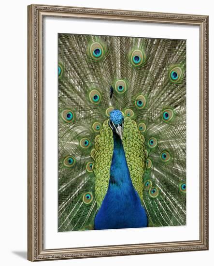 Peacock on Castle Grounds, Cardiff Castle, Wales-Cindy Miller Hopkins-Framed Photographic Print