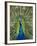 Peacock on Castle Grounds, Cardiff Castle, Wales-Cindy Miller Hopkins-Framed Photographic Print