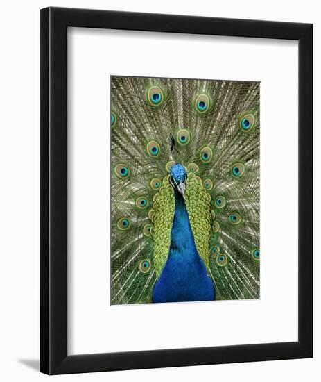 Peacock on Castle Grounds, Cardiff Castle, Wales-Cindy Miller Hopkins-Framed Photographic Print