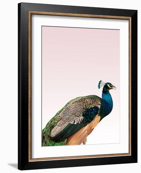 Peacock on Pink-Design Fabrikken-Framed Photographic Print