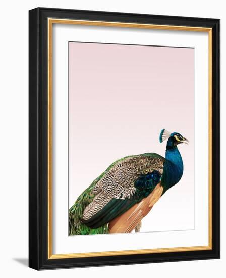 Peacock on Pink-Design Fabrikken-Framed Photographic Print