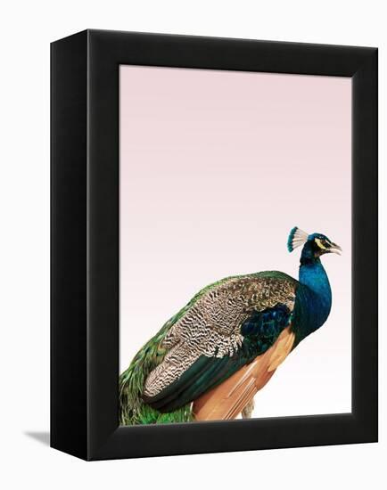 Peacock on Pink-Design Fabrikken-Framed Premier Image Canvas