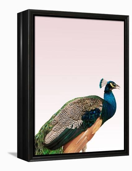 Peacock on Pink-Design Fabrikken-Framed Premier Image Canvas