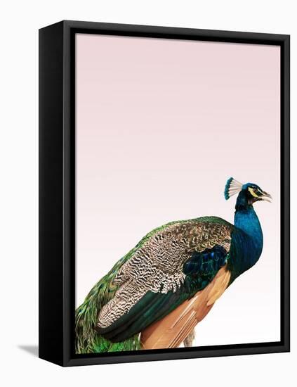 Peacock on Pink-Design Fabrikken-Framed Premier Image Canvas