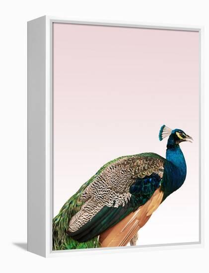 Peacock on Pink-Design Fabrikken-Framed Premier Image Canvas