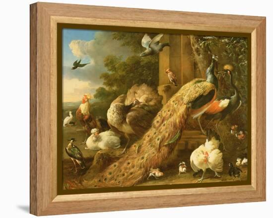 Peacock, Parakeet, Pelican, Crane and Poultry-Melchior de Hondecoeter-Framed Premier Image Canvas