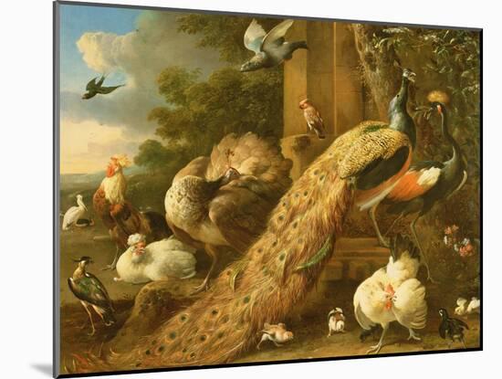 Peacock, Parakeet, Pelican, Crane and Poultry-Melchior de Hondecoeter-Mounted Giclee Print