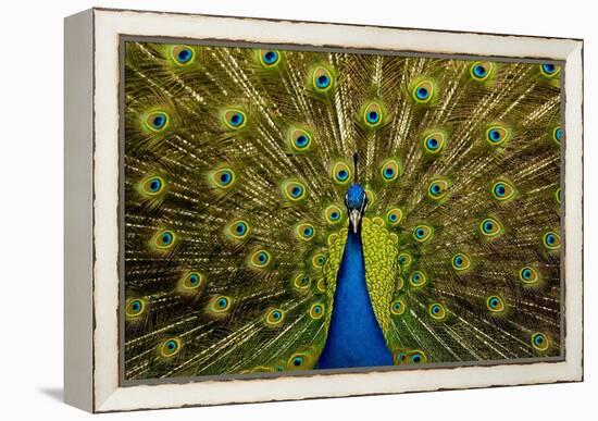 Peacock Pavo Cristatus Displaying Tail-Paul Stewart-Framed Premier Image Canvas