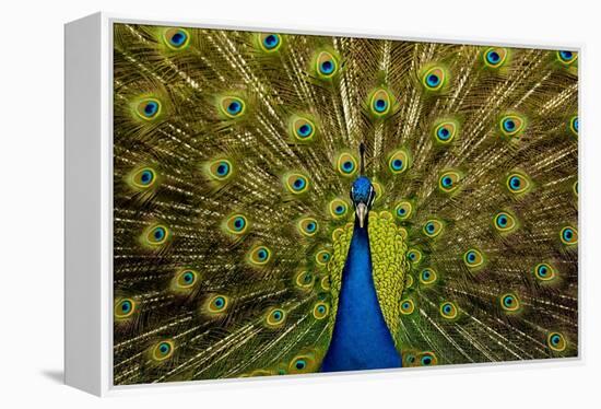 Peacock Pavo Cristatus Displaying Tail-Paul Stewart-Framed Premier Image Canvas