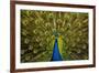 Peacock Pavo Cristatus Displaying Tail-Paul Stewart-Framed Photographic Print