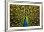 Peacock Pavo Cristatus Displaying Tail-Paul Stewart-Framed Photographic Print