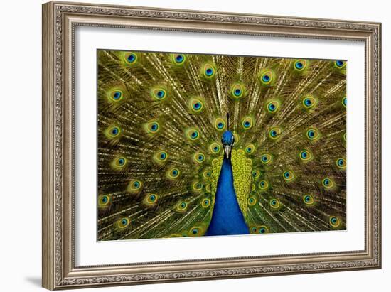 Peacock Pavo Cristatus Displaying Tail-Paul Stewart-Framed Photographic Print