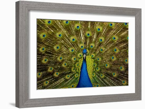 Peacock Pavo Cristatus Displaying Tail-Paul Stewart-Framed Photographic Print