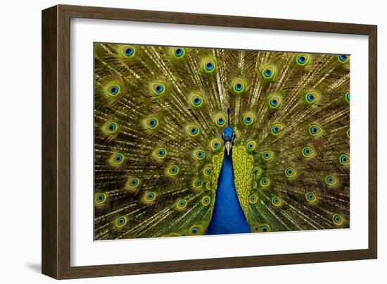 Peacock Pavo Cristatus Displaying Tail-Paul Stewart-Framed Photographic Print