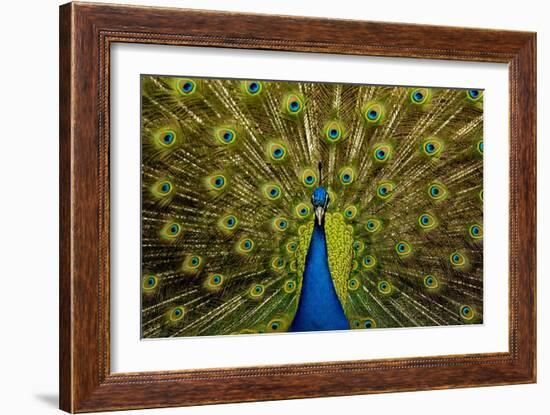 Peacock Pavo Cristatus Displaying Tail-Paul Stewart-Framed Photographic Print