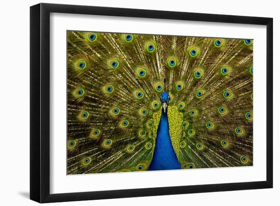 Peacock Pavo Cristatus Displaying Tail-Paul Stewart-Framed Photographic Print