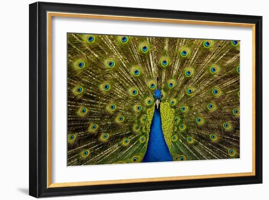 Peacock Pavo Cristatus Displaying Tail-Paul Stewart-Framed Photographic Print