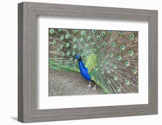 Peacock (Pavo Cristatus), Sequim, Olympic Peninsula, Washington, United States of America-Richard Maschmeyer-Framed Photographic Print