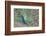 Peacock (Pavo Cristatus), Sequim, Olympic Peninsula, Washington, United States of America-Richard Maschmeyer-Framed Photographic Print