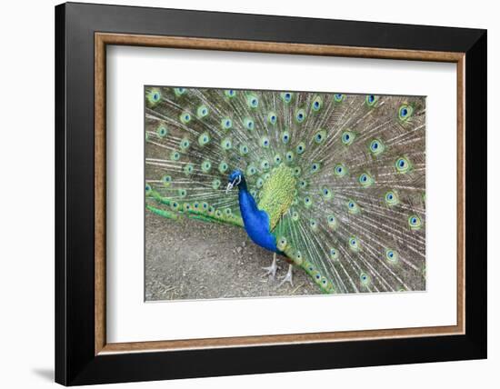 Peacock (Pavo Cristatus), Sequim, Olympic Peninsula, Washington, United States of America-Richard Maschmeyer-Framed Photographic Print