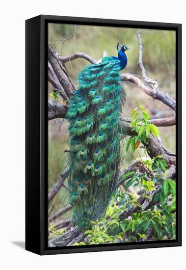 Peacock Perching on a Branch, Kanha National Park, Madhya Pradesh, India-null-Framed Stretched Canvas